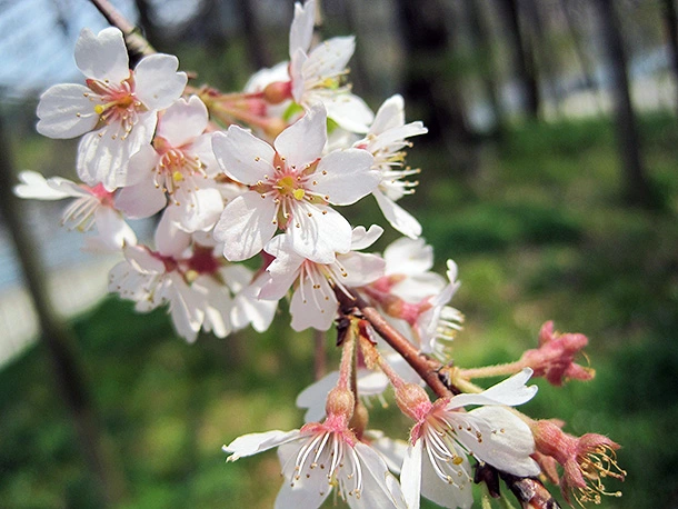 塔の島の枝垂桜