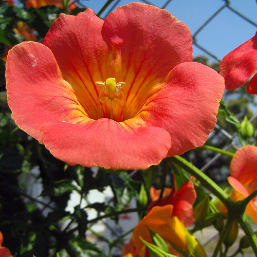 Campsis grandiflora