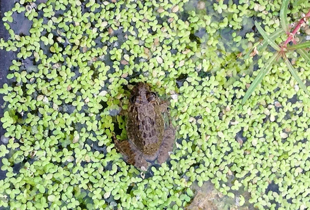 謎生物発見！とおもったら意外と有名だった件