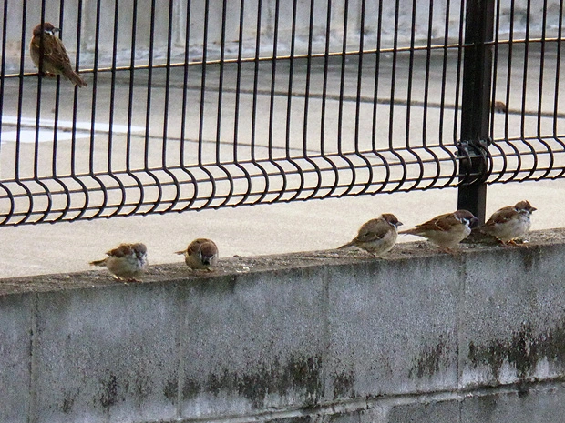 スズメの子1
