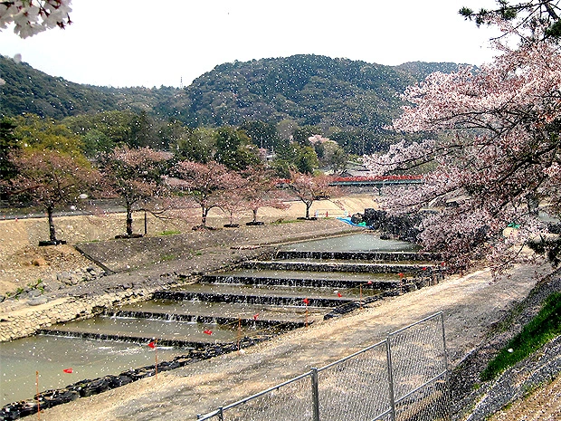 桜吹雪