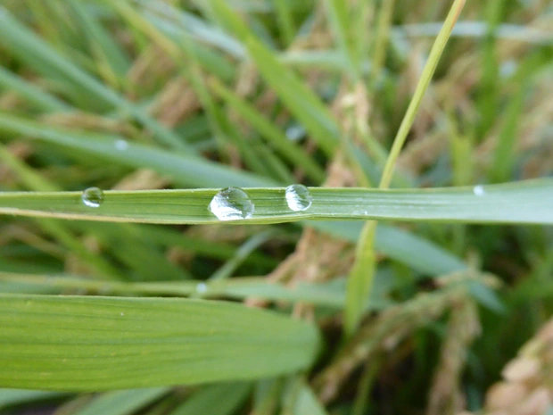 お米の稲にも朝露