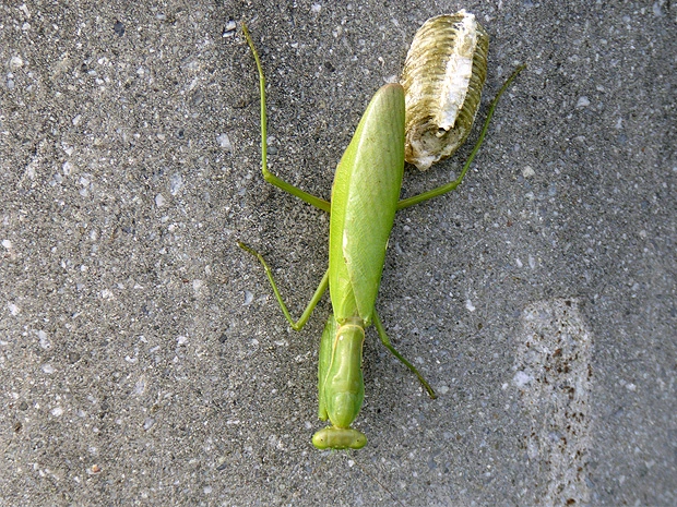 カマキリと卵