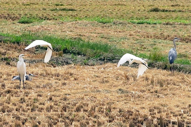 アオサギの若鳥とダイサギとコサギ