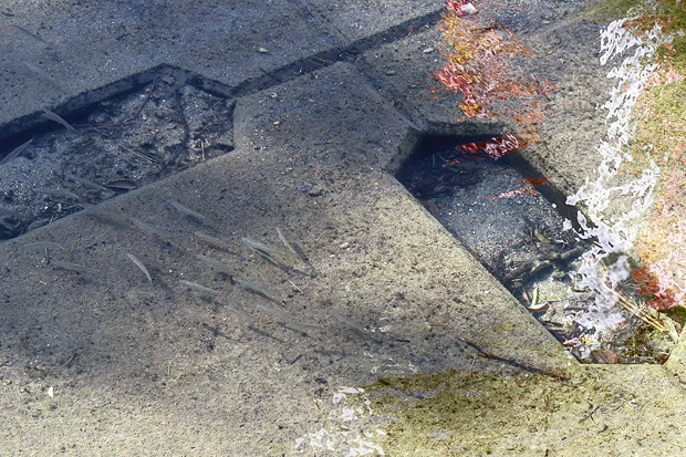 橋の上から川の中の小魚を撮ってみた