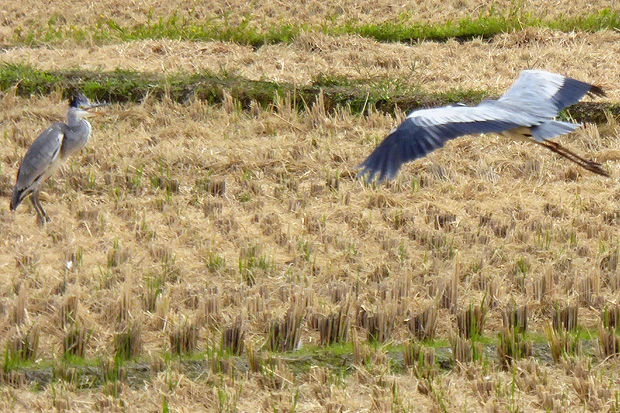 鶏冠みたいに毛を逆立てるアオサギの若鳥
