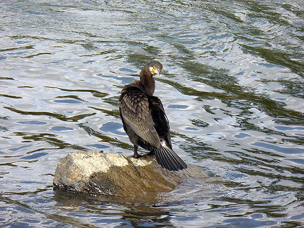 チラ見する鵜
