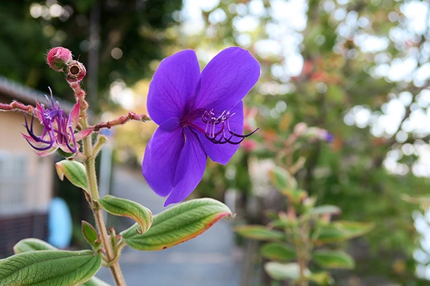 紫色の花