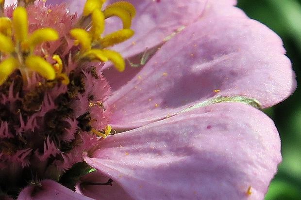 花弁に溢れた花粉
