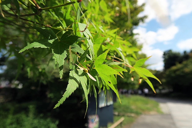紅葉はまだ