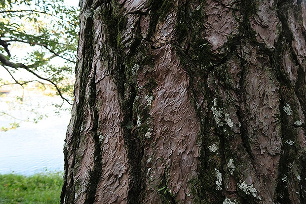 松の木の風合い