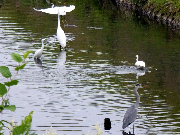 サギ