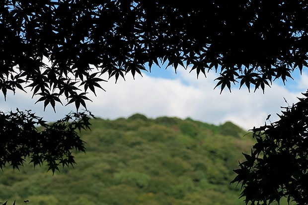 宇治平等院周辺の紅葉の兆しは？