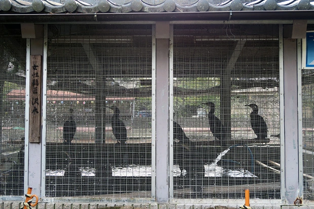 鵜飼いの海鵜