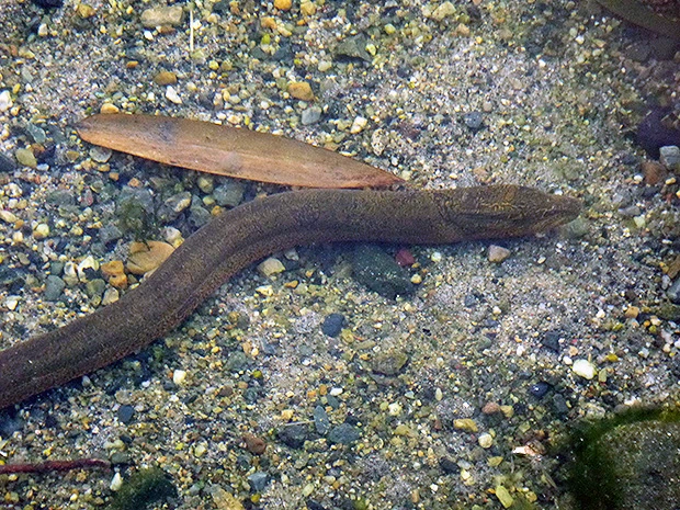 タウナギー3