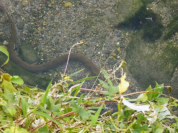 タウナギー5