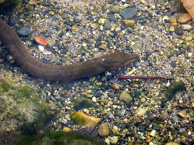 タウナギー1