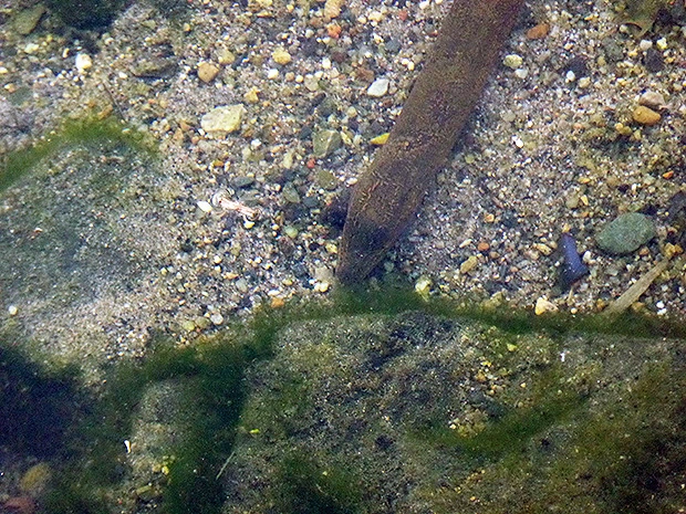 タウナギー4
