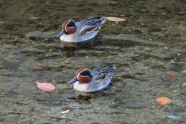 コガモの雄、ちいさい