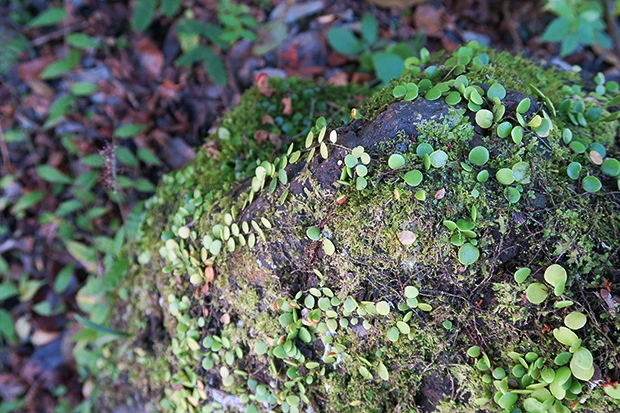 苔もいい感じ