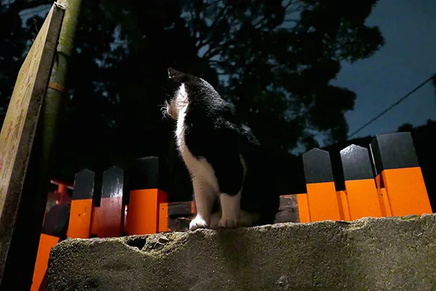 猫の集会に行ってきたった