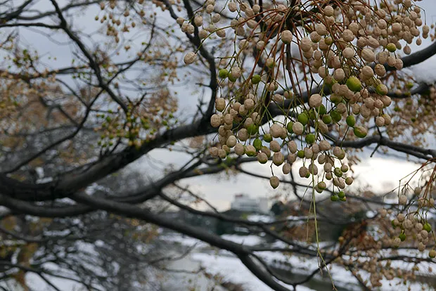 高野川沿いにある木