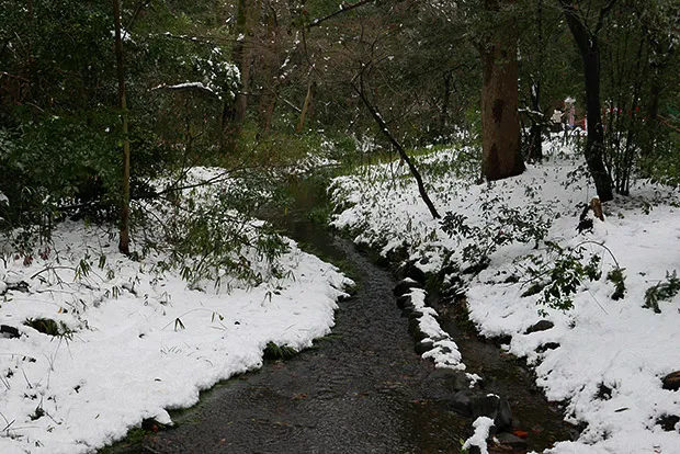 糺の森を流れる小川