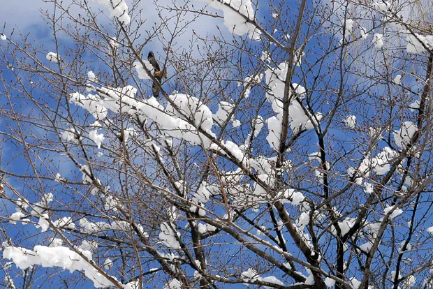 青空と鳶