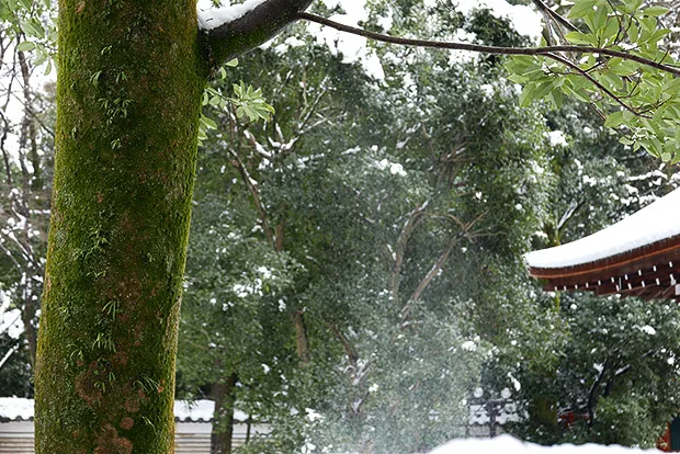 雪が落ちてくる