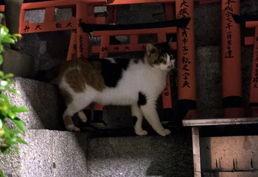 満月の夜もねこは元気