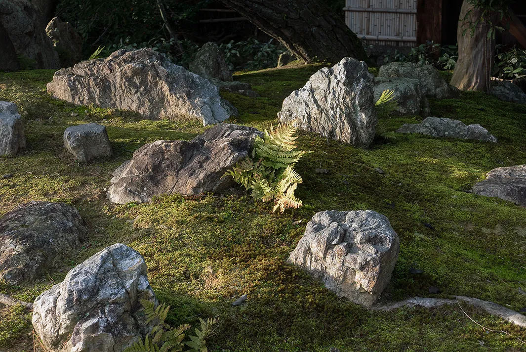 苔と石