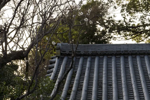 高台寺の梅