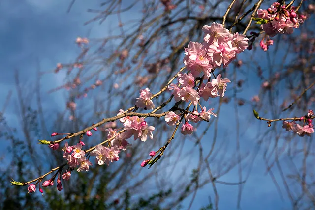 倒置とダブルミーニングで歌ってみろ伝説